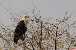 African fish eagle 8740